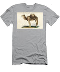 Dromedary Arabian Dromedary or One Humped Camel Camelus Dromedarius Sydenham Teast Edwards T-Shirt