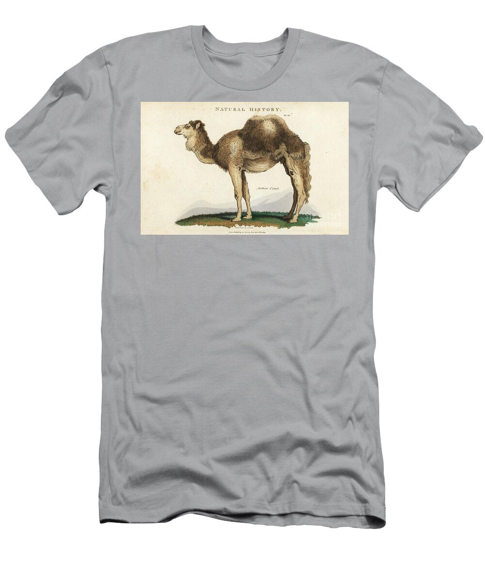 Dromedary Arabian Dromedary or One Humped Camel Camelus Dromedarius Sydenham Teast Edwards T-Shirt