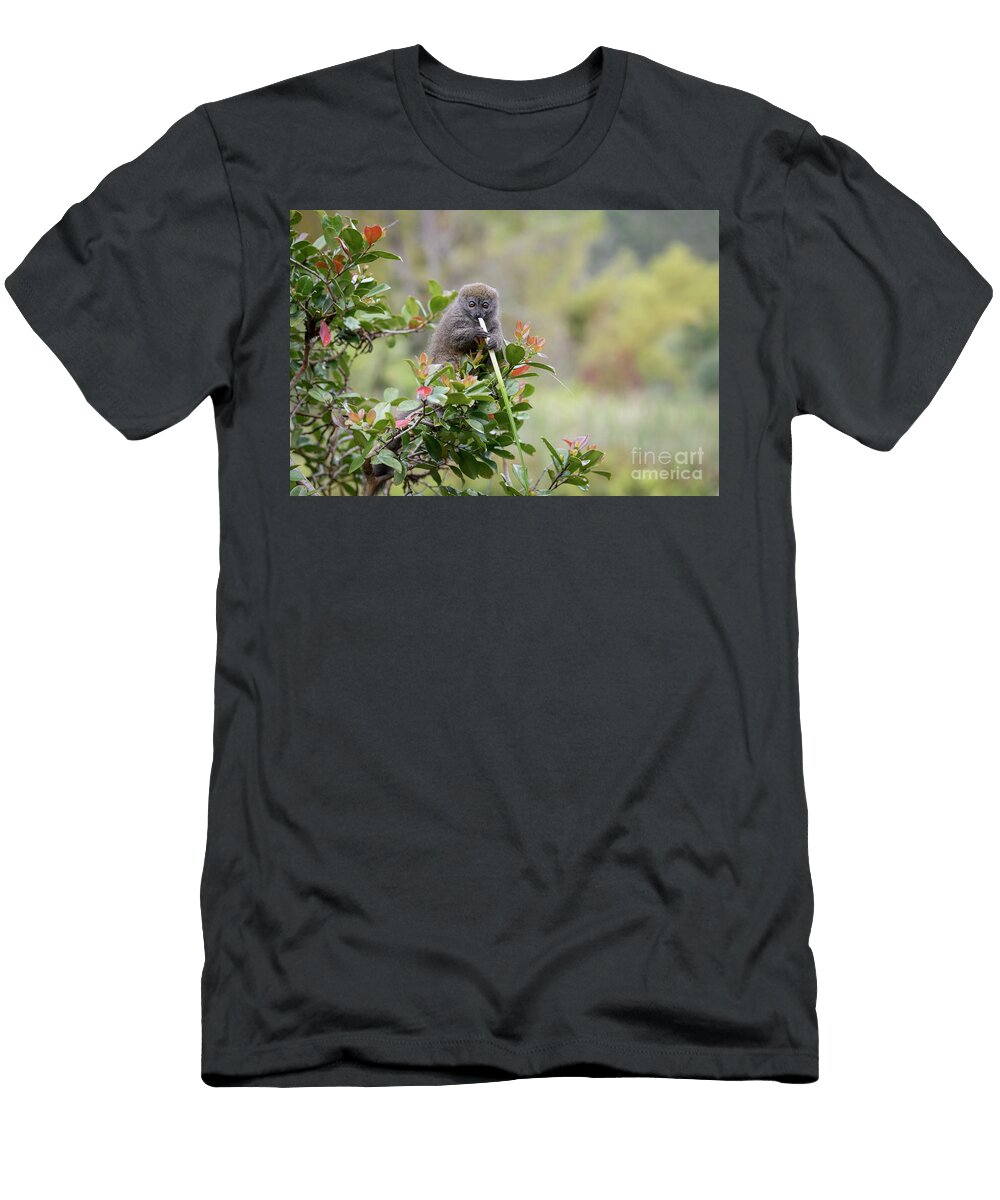 Eastern Lesser Grey Bamboo Lemur Tony Camacho T-Shirt