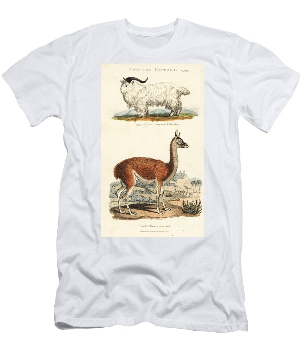 Goat and Lama Long Horned Whidaw Goat Capra Aegagrus and Llama Lama Glama Glama Camel Camelus Lama Sydenham Teast Edwards T-Shirt