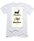 Llama Lama Glama and Dromedary Camel Camelus Dromedarius European School T-Shirt