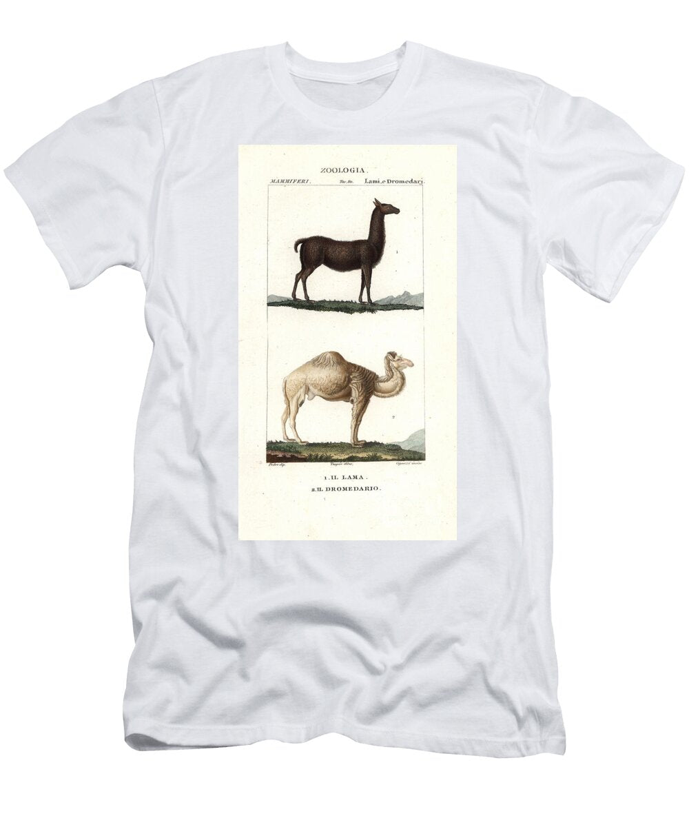 Llama Lama Glama and Dromedary Camel Camelus Dromedarius European School T-Shirt