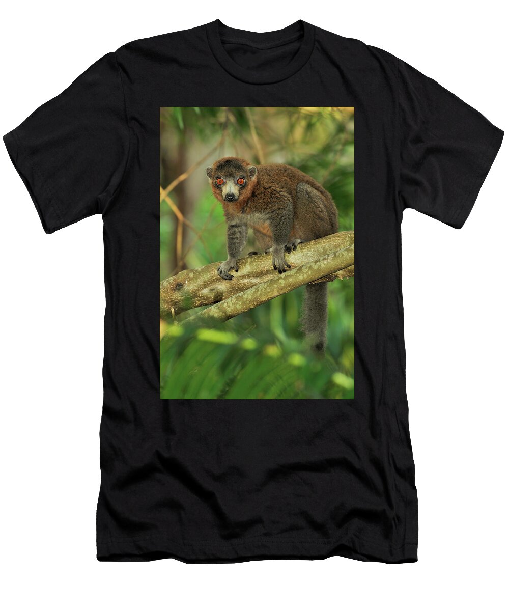 Mongoose Lemur Sitting on Branch Moheli Pascal Kobeh Natureplcom T-Shirt
