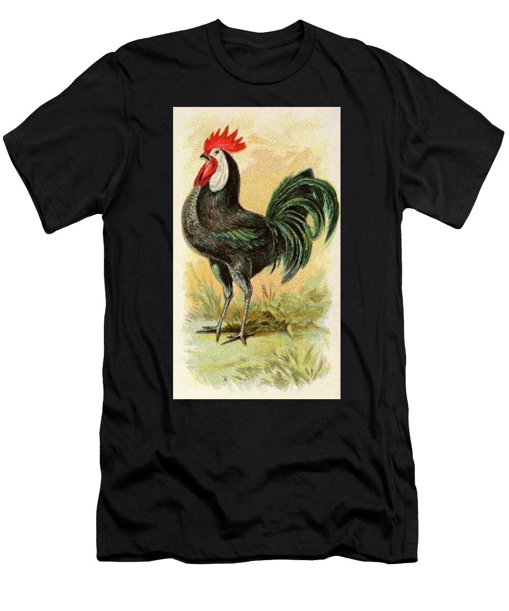 White Faced Black Spanish Rooster Vintage Animal Illustration Picked and Shared T-Shirt